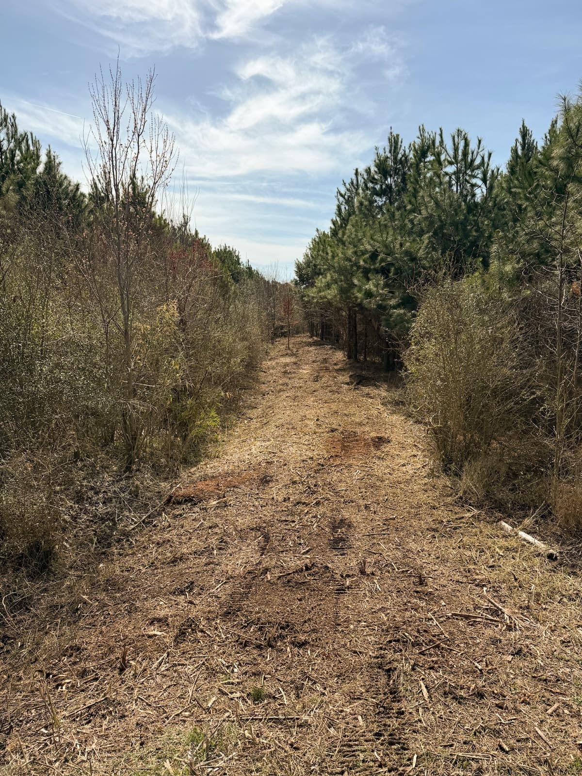 A cut trail through wooded property in Edgecombe County