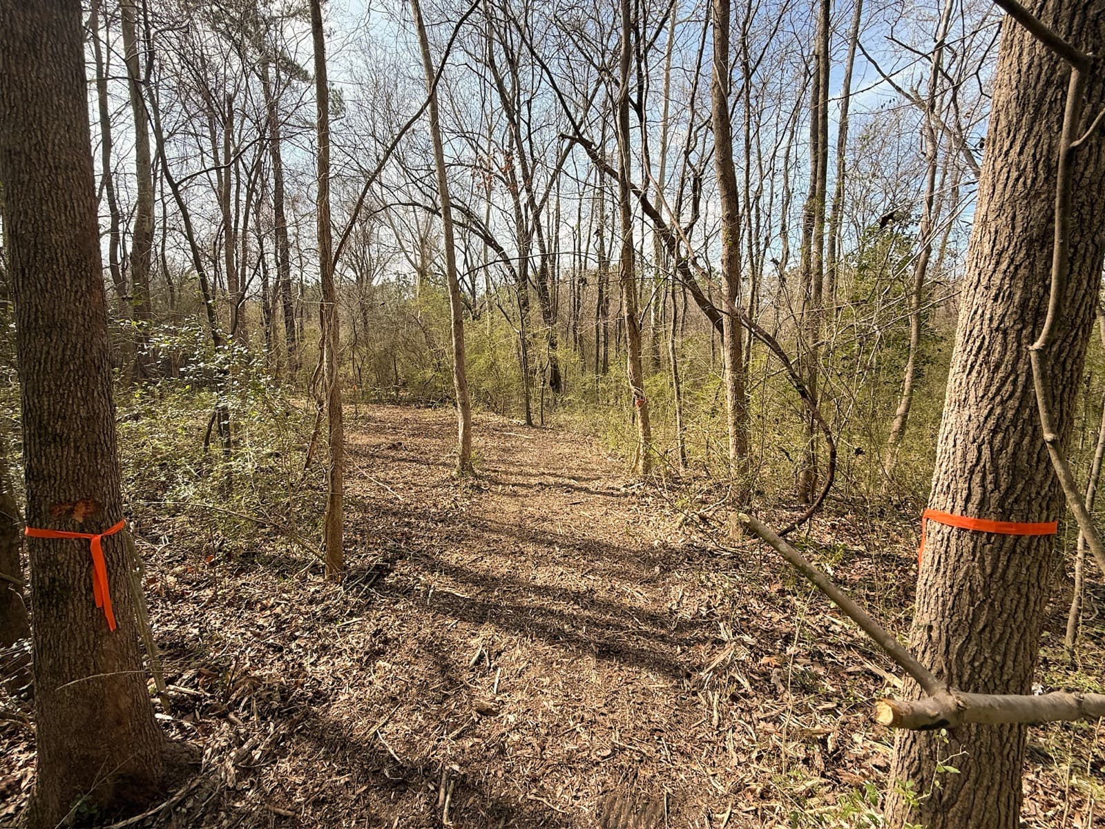 A cut trail through wooded property in Macclesfield